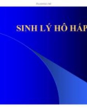 Bài giảng Sinh lý hô hấp