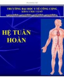 Bài giảng Hệ tuần hoàn (48tr)