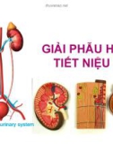 Bài giảng Giải phẫu hệ tiết niêu - ThS.BS. Võ Nguyên Thủ