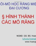 Bài giảng Phôi - Mô học răng miệng đại cương: Hình thành các mô răng - NGND.GS.BS .Hoàng Tử Hùng