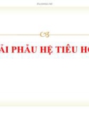 Bài giảng Giải phẫu sinh lý - Bài 8: Giải phẫu hệ tiêu hóa