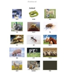 English picture dictionary_ Animal