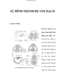 SỰ HÌNH THÀNH HỆ TIM MẠCH