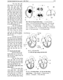 Phôi thai học part 7