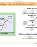 Di truyền học phân tử và tế bào : Cấu trúc, đặc tinh, chức năng của các đại phân tử sinh học part 6