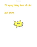 Từ vựng tiếng Anh về các loài chim