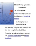 Các chất diệp lục và các Carotenoid