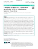 A member of wheat class III peroxidase gene family, TaPRX-2A, enhanced the tolerance of salt stress