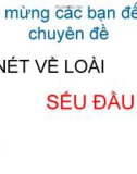 VÀI NÉT VỀ LOÀI SẾU ĐẦU ĐỎ