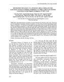 Thành phần hóa học của tinh dầu thìa là hóa gỗ việt (Xyloselinum vietnamense Pimenov & Kljuykov) và thìa là hóa gỗ Leonid (Xyloselinum leonidii Pimenov & Kljuykov) ở Việt Nam