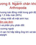 Bài giảng Động vật học - Chương 8: Ngành chân khớp - Arthropoda