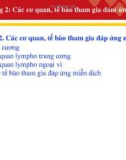 Bài giảng Miễn dịch học: Chương 2 - Các cơ quan, tế bào tham gia đáp ứng miễn dịch