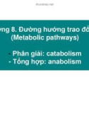 Bài giảng Hóa sinh và thí nghiệm hóa sinh: Chương 8 - Đường hướng trao đổi chất