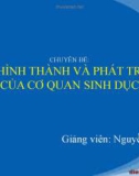 Bài giảng Di truyền thực vật - Nhóm 9: Sự hình thành và phát triển của cơ quan sinh dục