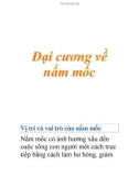 Đại cương về nấm mốc (tt)