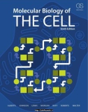 Ebook Molecular biology of the cell (6th edition): Part 1