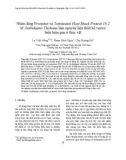 Nhân dòng Promoter và Terminator Heat Shock Protein 18.2 từ Arabidopsis Thaliana làm nguyên liệu thiết kế vector biểu hiện gen ở thực vật