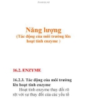 Năng lượng (Tác động của môi trường lên hoạt tính enzyme )