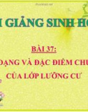 Bài giảng Sinh học 7 bài 37: Đa dạng và đặc điểm chung của lớp lưỡng cư