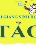 Bài giảng Sinh học 6 bài 37: Tảo