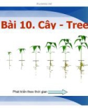 Bài giảng Cấu trúc dữ liệu và giải thuật trong C++ - Bài 10: Cây (Tree)