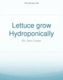 Lettuce grow Hydroponically