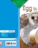 Egg to owl