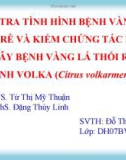 Báo cáo tốt nghiệp: Điều tra tình hình bệnh vàng lá thối rễ và kiểm chứng tác nhân gây bệnh vàng lá thối rễ chanh Volka (Citrus volkarmeriana)