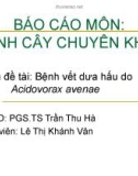 Báo cáo môn: Bệnh vết dưa hấu do Acidovorax avenae