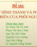 Đề tài: SỰ HÌNH THÀNH VÀ PHÁT TRIỂN CỦA PHÔI NGƯỜI