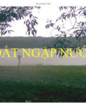 Báo cáo đề tài: Đất ngập nước