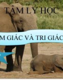 Bài thuyết trình Tâm lý học: Cảm giác và tri giác - Nhóm 3