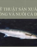 Bài thuyết trình Kỹ thuật sản xuất giống và nuôi cá đối