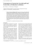 Báo cáo khoa học: Consequences of concurrent Ascaridia galli and Escherichia coli infections in chickens