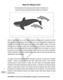 IELTS Academic Reading Sample 85 - What Do Whales Feel