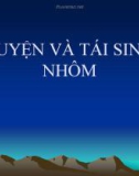 Bài giảng Luyện và tái sinh nhôm