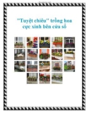 Tuyệt chiêu trồng hoa cực xinh bên cửa sổ