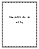 Giếng trời lá phổi của nhà ống