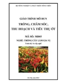 Giáo trình Trồng, chăm sóc, thu hoạch và tiêu thụ ớt - MĐ05: Trồng cây làm gia vị