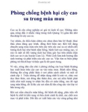 Phòng chống bệnh hại cây cao su trong mùa mưa