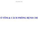 BỆNH Ở TÔM VÀ CÁCH PHÒNG BỆNH CHO TÔM