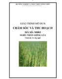 Giáo trình Chăm sóc và thu hoạch - MĐ03: Nhân giống lúa