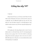 Giống lúa nếp N97