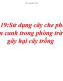 Sử dụng cây che phủ và luân canh trong phòng trừ TT gây hại cây trồng