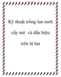 Kỹ thuật trồng lan nuôi cấy mô và dấu hiệu trên lá lan