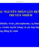 Bệnh lý thực vật - Các nguyên nhân gây bệnh truyền nhiễm