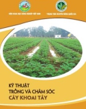 Cây khoai tây - Kỹ thuật trồng và chăm sóc