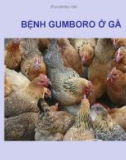 Bài giảng Bệnh gumboro ở gà