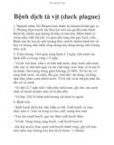 Bệnh dịch tả vịt (duck plague)