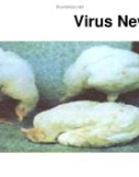 Bài giảng Virus học thú y: Virus Newcastle - PGS.TS. Nguyễn Bá Hiên